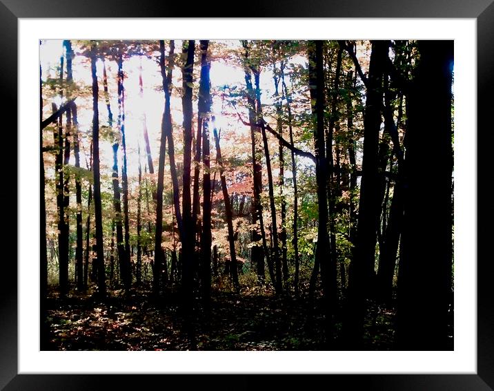 Shadowy trees Framed Mounted Print by Stephanie Moore
