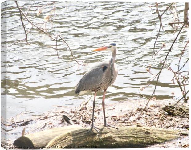 Blue Heron Canvas Print by Stephanie Moore