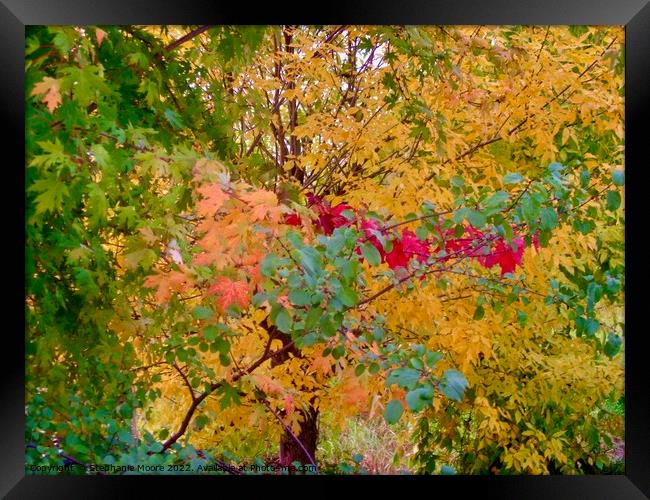 All the colours of fall Framed Print by Stephanie Moore