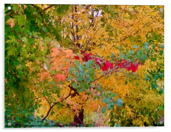 All the colours of fall Acrylic by Stephanie Moore
