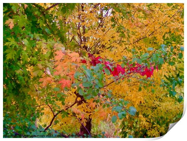 All the colours of fall Print by Stephanie Moore