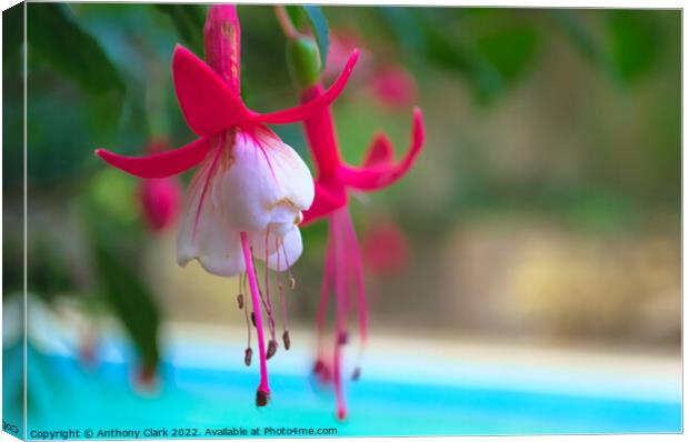 A close up of a Pink and White flower by the pool Canvas Print by Anthony Clark