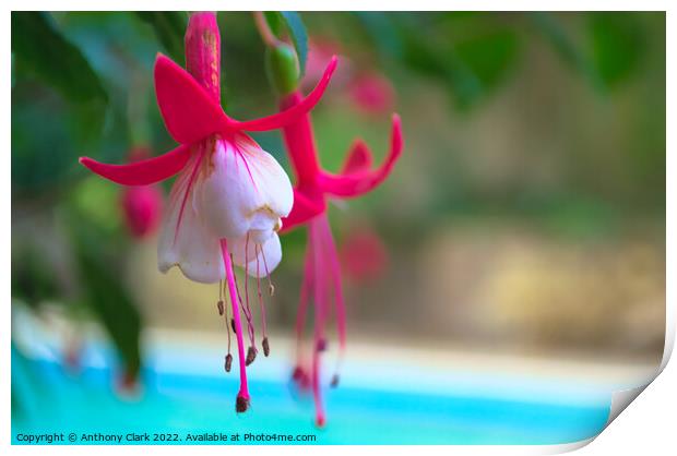 A close up of a Pink and White flower by the pool Print by Anthony Clark