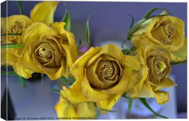 Old Yellow Roses Canvas Print by Anthony Clark