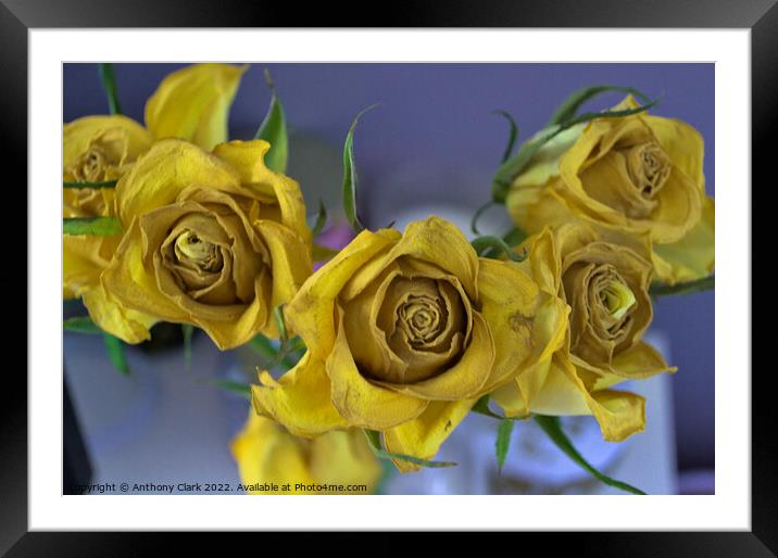 Old Yellow Roses Framed Mounted Print by Anthony Clark