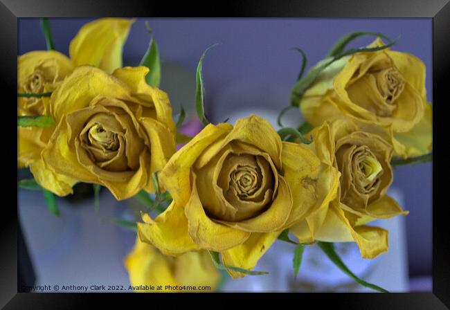 Old Yellow Roses Framed Print by Anthony Clark