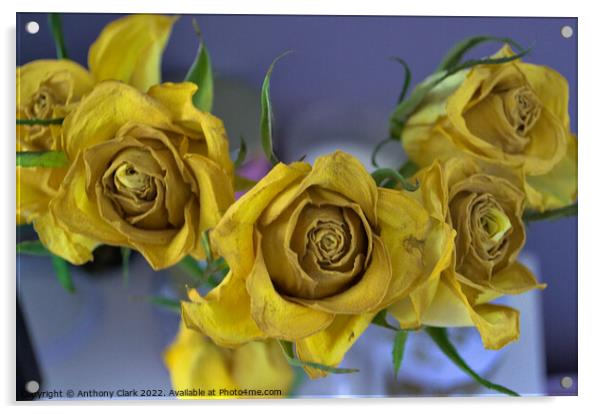 Old Yellow Roses Acrylic by Anthony Clark
