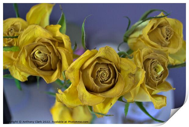 Old Yellow Roses Print by Anthony Clark