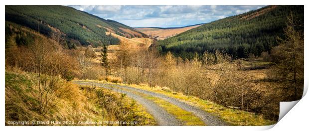 Scottish tracks and forests Print by David Hare