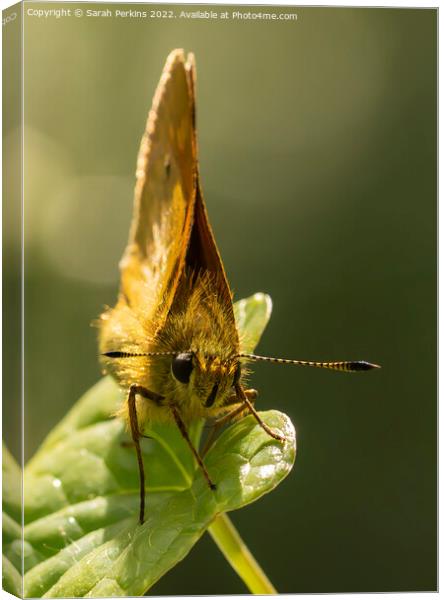 Large Skipper butterfly Canvas Print by Sarah Perkins