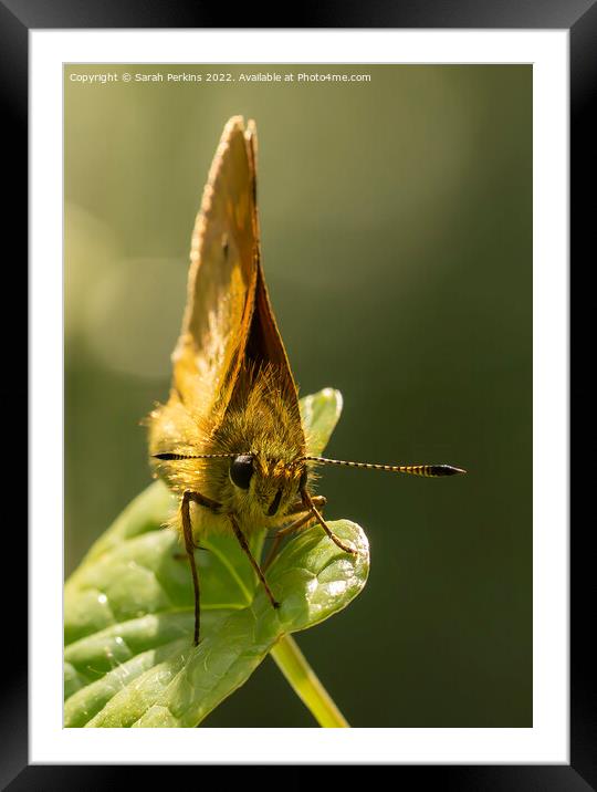 Large Skipper butterfly Framed Mounted Print by Sarah Perkins