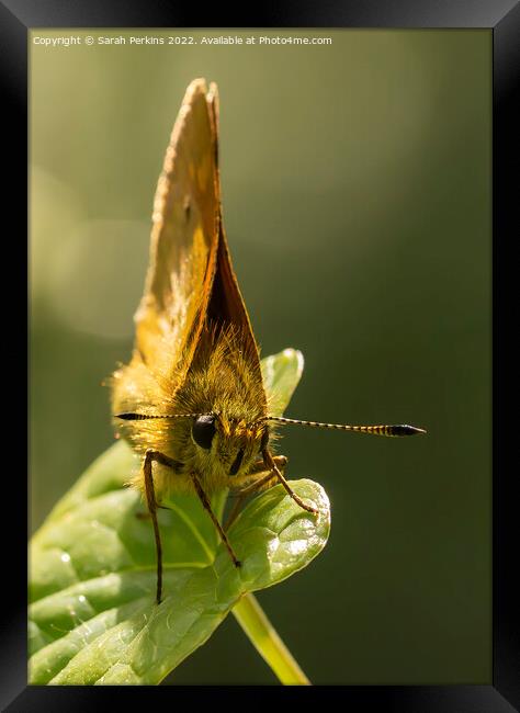 Large Skipper butterfly Framed Print by Sarah Perkins