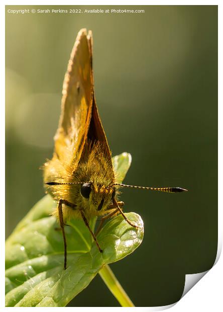 Large Skipper butterfly Print by Sarah Perkins