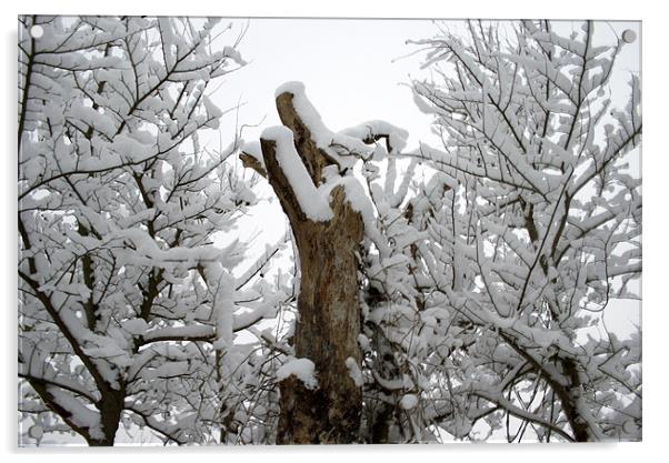 Snowy Trees Acrylic by freddie pickering