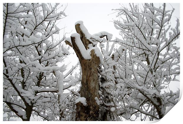 Snowy Trees Print by freddie pickering