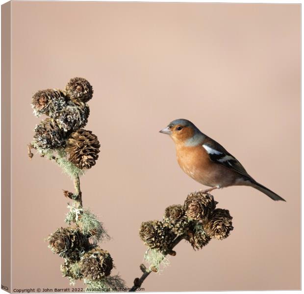 Chaffinch Canvas Print by John Barratt