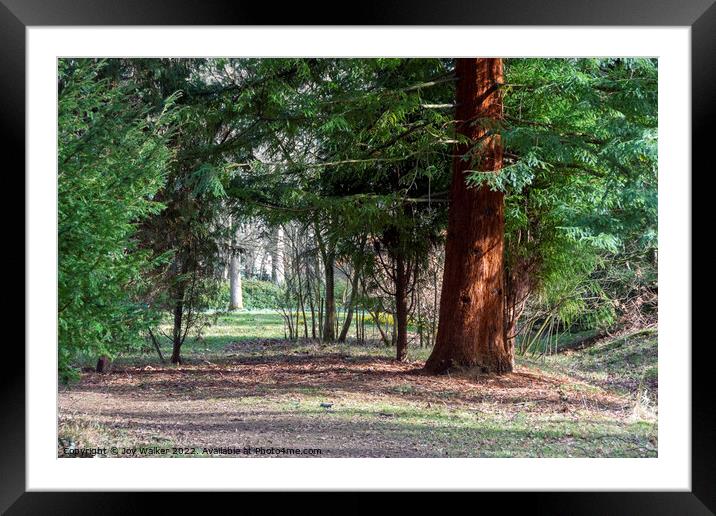 Sequoia Sempervirens tree Framed Mounted Print by Joy Walker