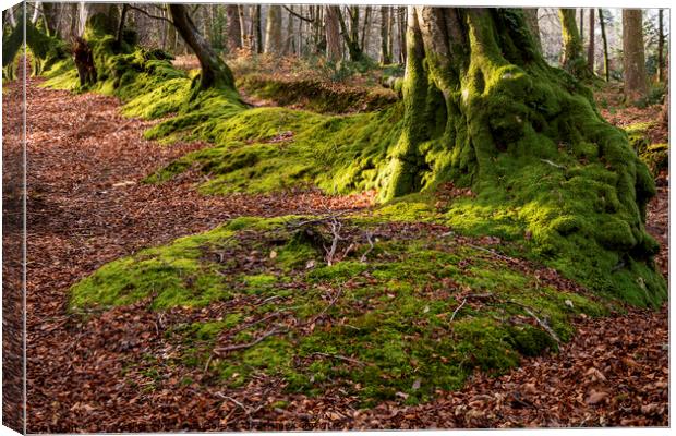 A row of trees covered in moss Canvas Print by Joy Walker