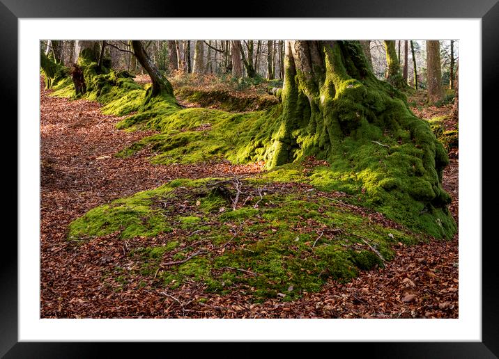 A row of trees covered in moss Framed Mounted Print by Joy Walker