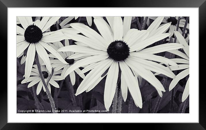 Daisies Framed Mounted Print by Sharon Lisa Clarke