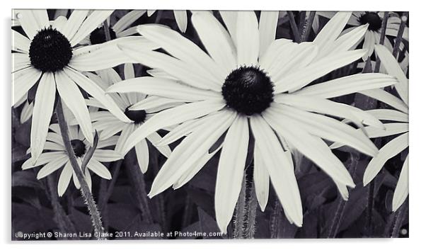 Daisies Acrylic by Sharon Lisa Clarke