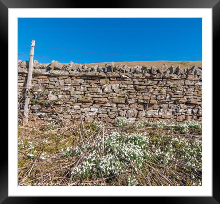 Snowdrops at Revelin Farm, Teesdale Framed Mounted Print by Richard Laidler