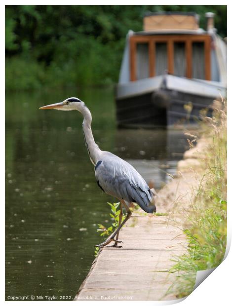 Grey Heron Print by Nik Taylor