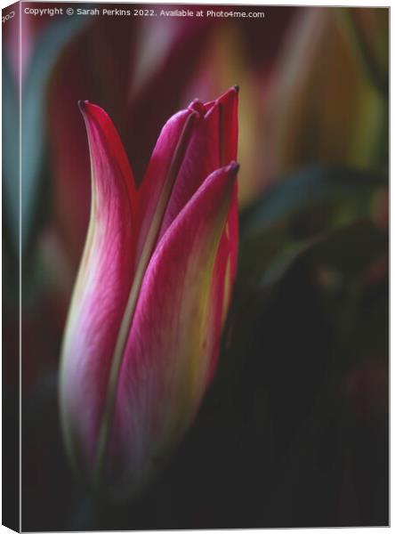 Lily bud Canvas Print by Sarah Perkins