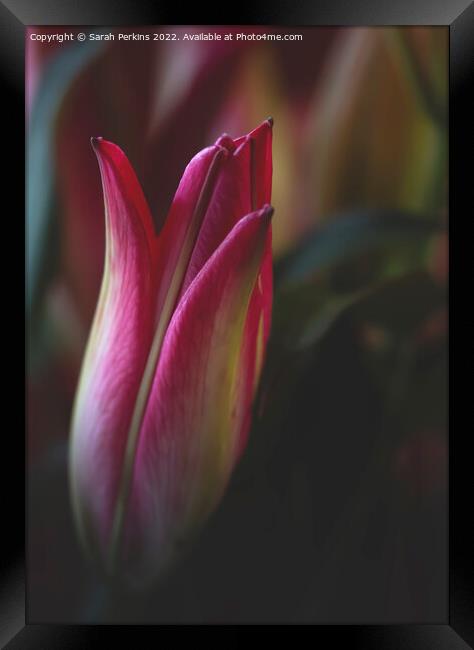 Lily bud Framed Print by Sarah Perkins