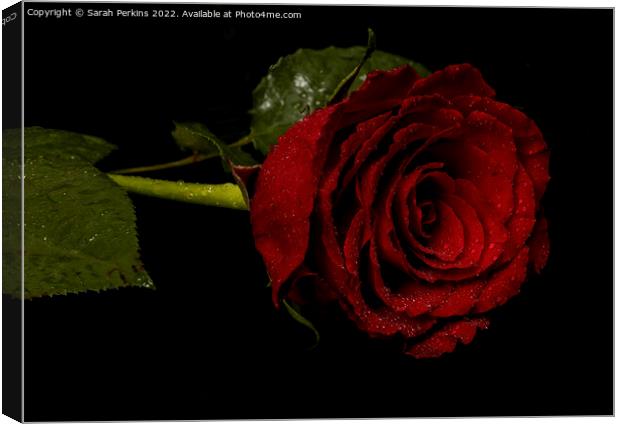 Red Rose Canvas Print by Sarah Perkins