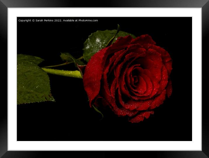 Red Rose Framed Mounted Print by Sarah Perkins
