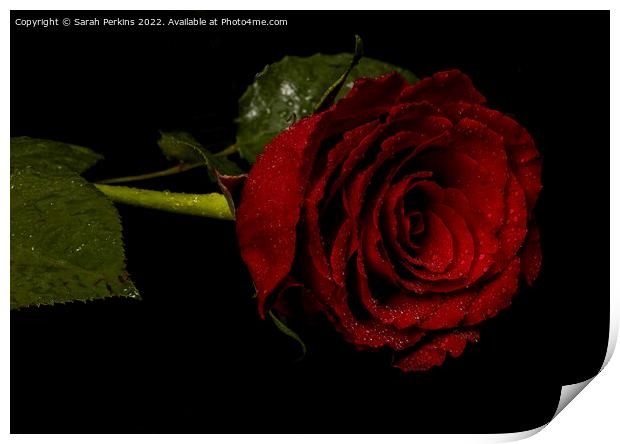 Red Rose Print by Sarah Perkins