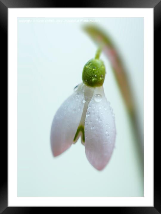 Snowdrop Framed Mounted Print by Sarah Perkins