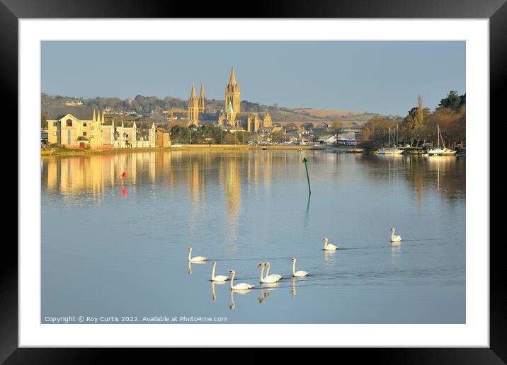 Truro River Swans Framed Mounted Print by Roy Curtis