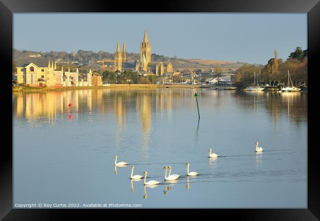 Truro River Swans Framed Print by Roy Curtis