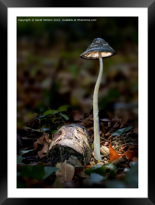Magpie inkcap mushroom Framed Mounted Print by Sarah Perkins