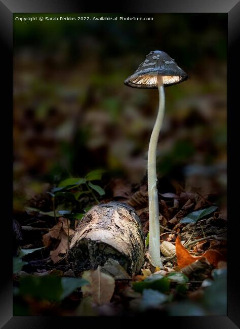 Magpie inkcap mushroom Framed Print by Sarah Perkins