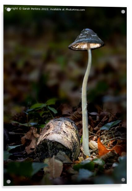 Magpie inkcap mushroom Acrylic by Sarah Perkins