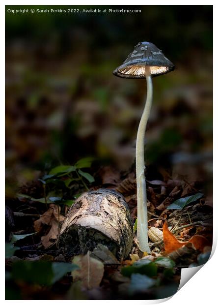 Magpie inkcap mushroom Print by Sarah Perkins