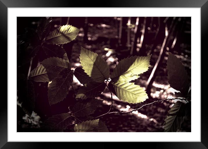 Sun Kissed Leaves Framed Mounted Print by Anthony Clark