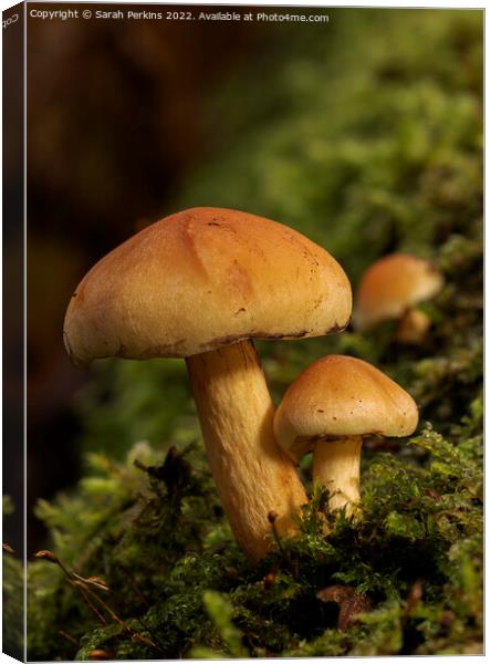 Sulphur tuft mushrooms Canvas Print by Sarah Perkins