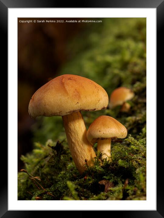 Sulphur tuft mushrooms Framed Mounted Print by Sarah Perkins