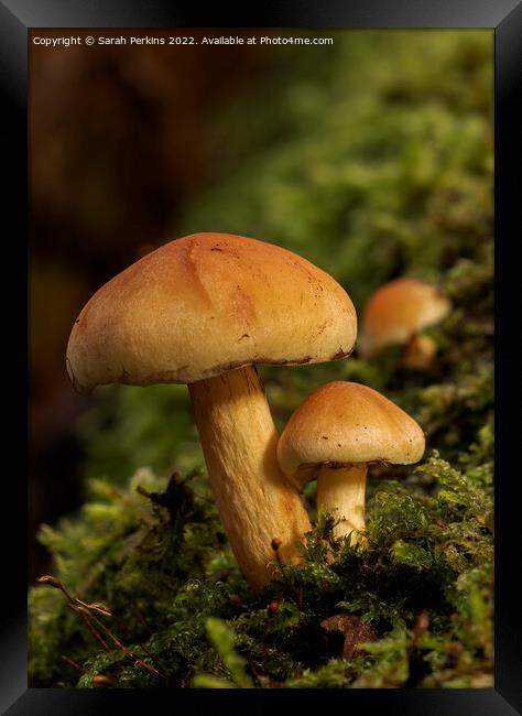 Sulphur tuft mushrooms Framed Print by Sarah Perkins