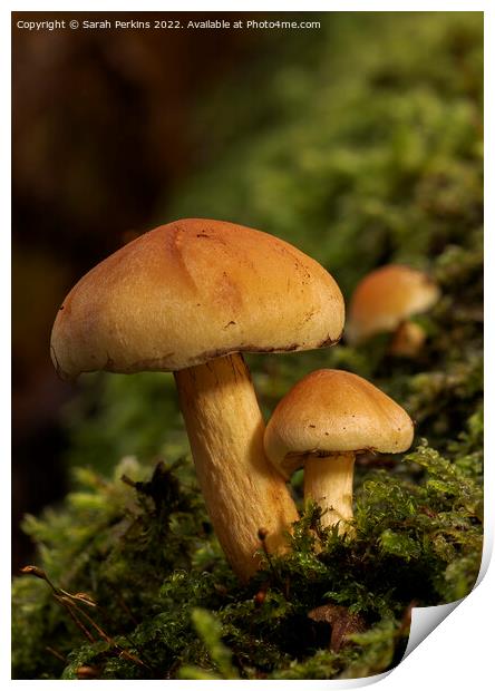 Sulphur tuft mushrooms Print by Sarah Perkins