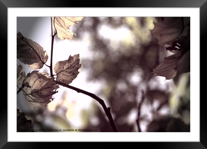 Leaves In The Sun Framed Mounted Print by Anthony Clark
