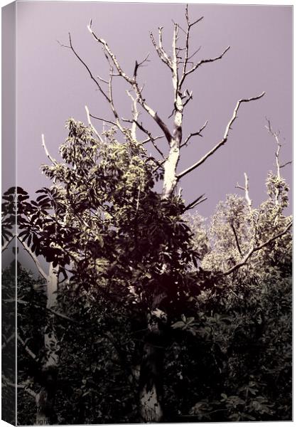 Dramatic Sky and Tree Canvas Print by Anthony Clark