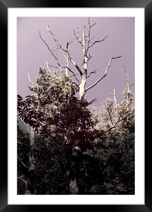 Dramatic Sky and Tree Framed Mounted Print by Anthony Clark
