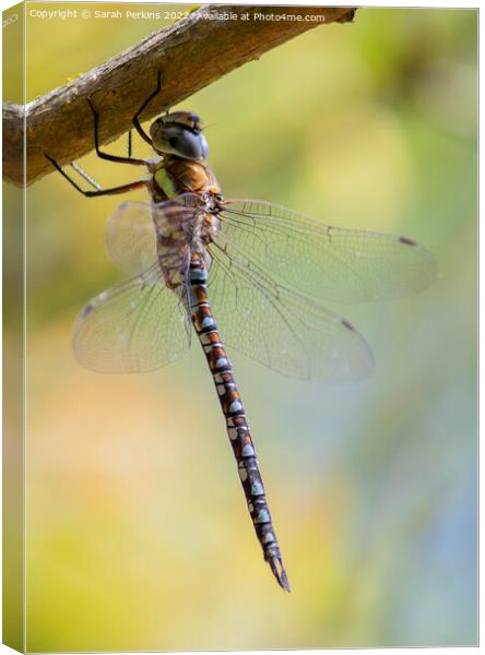 Migrant Hawker dragonfly Canvas Print by Sarah Perkins