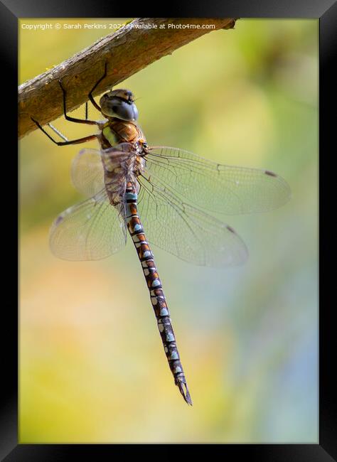 Migrant Hawker dragonfly Framed Print by Sarah Perkins