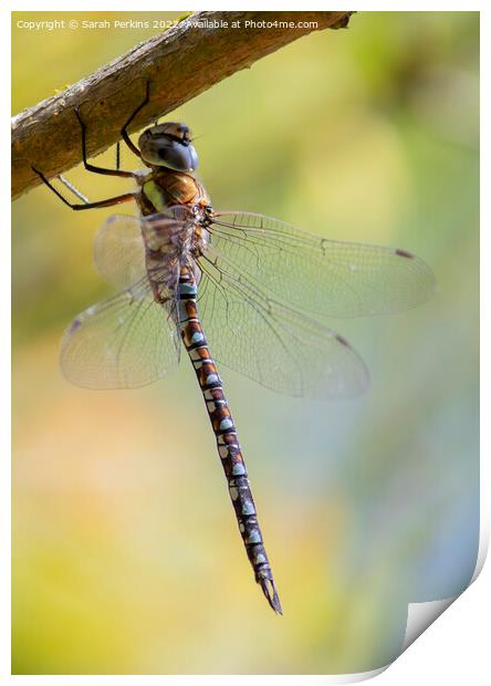 Migrant Hawker dragonfly Print by Sarah Perkins